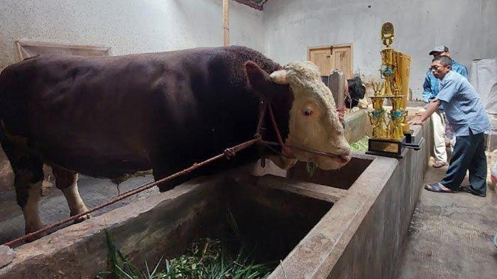 Mengenal Sapi Simmental: Ciri-Ciri dan Kelebihannya